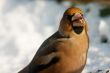 Gormandizer bird
