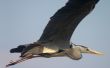 soaring bird