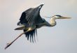 flying heron bird