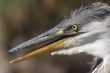 Heron bird head