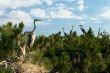 Heron`s nest colony