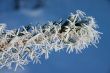 fir branch with hoar