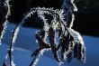 Dry branch and leaves under hoar-frost