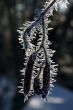 A pod in hoar-frost