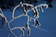 Dry branch under hoar-frost
