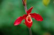 Red lady slipper (orchid)