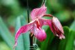 Pink lady slipper (orchid)