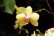 Yellow orchid