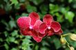 Red ochid