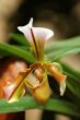 The green lady slipper
