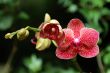 Red orchid