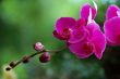 Pink orchid