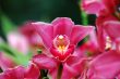 Pink orchid