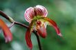 Red lady slipper (orchid)