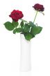 beautiful roses on vase