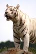 white tiger
