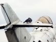 Birds and the aircraft