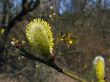 willow flowers and flying bee