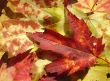Fire Red Maple Leaf