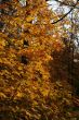 Orange Autumn Maple