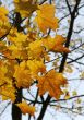 Yellow Autumn Maple Leaves