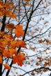 Orange Autumn Maple Leaves