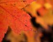 Orange Maple Leaf