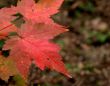 Red Maple Leaves