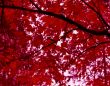 Crimson Canopy