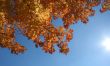 Autumn Flare