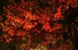 Autumn Fire