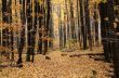 Autumn Log Trail