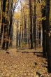Yellow Autumn Path