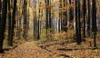 Autumn Path