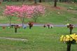 Cemetary Flowers