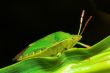 Green Shield Bug - Palomena prasina