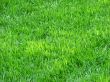 Green grass