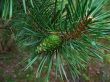 Pine branch