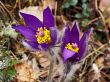 The first spring flower - `son-trava`