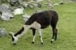 Peruvian Llama