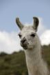 Peruvian Llama