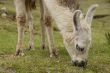 Peruvian Llama