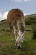 Peruvian Llama