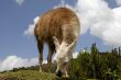 Peruvian Llama