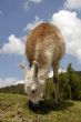 Peruvian Llama