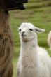 Peruvian Alpaca