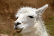 Peruvian Llama