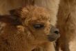 Peruvian Alpaca Crias