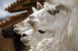 Peruvian Llamas