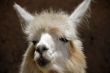 Peruvian Llama